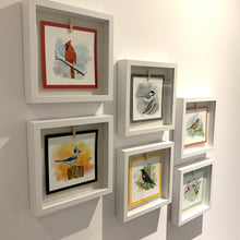 Charger l'image dans la galerie, Your favourite backyard bird displayed in a glass-fronted shadow box frame.