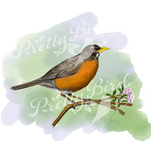 Charger l'image dans la galerie, Fine Art Print - American Robin 8x10 - Canadian Bird Art