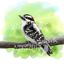 Charger l'image dans la galerie, Fine Art Print - Downy Woodpecker 8x10 - Canadian Bird Art