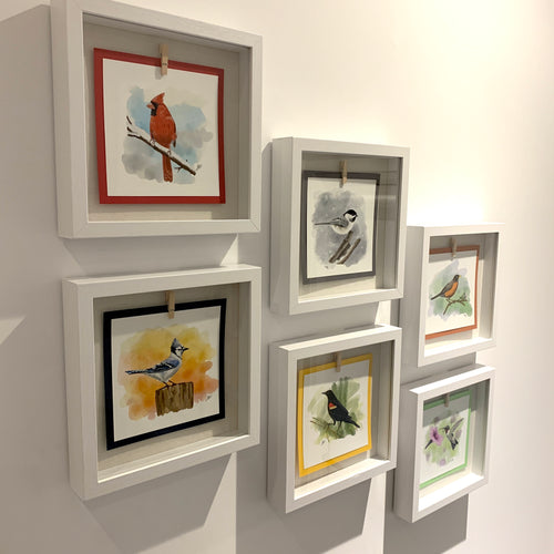 Your favourite backyard bird displayed in a glass-fronted shadow box frame.