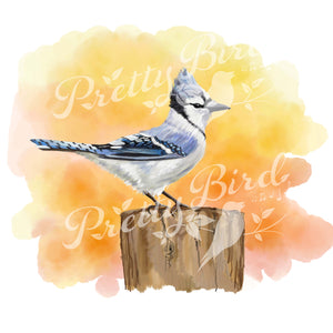 Fine Art Print - Blue Jay 8 x 10 - Bird Art