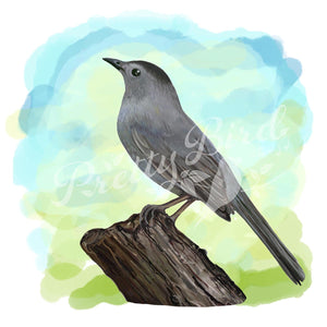 Fine Art Print - Grey Catbird - Bird Art