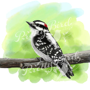 Fine Art Print - Downy Woodpecker 8x10 - Bird Art