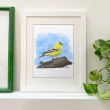 Load image into Gallery viewer, Fine Art Print - American Goldfinch 8x10 - Bird Art in white frame
