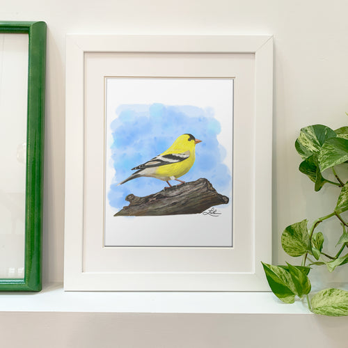 Fine Art Print - American Goldfinch 8x10 - Bird Art in white frame