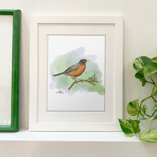 Fine Art Print - American Robin 8 x 10 - Bird Art