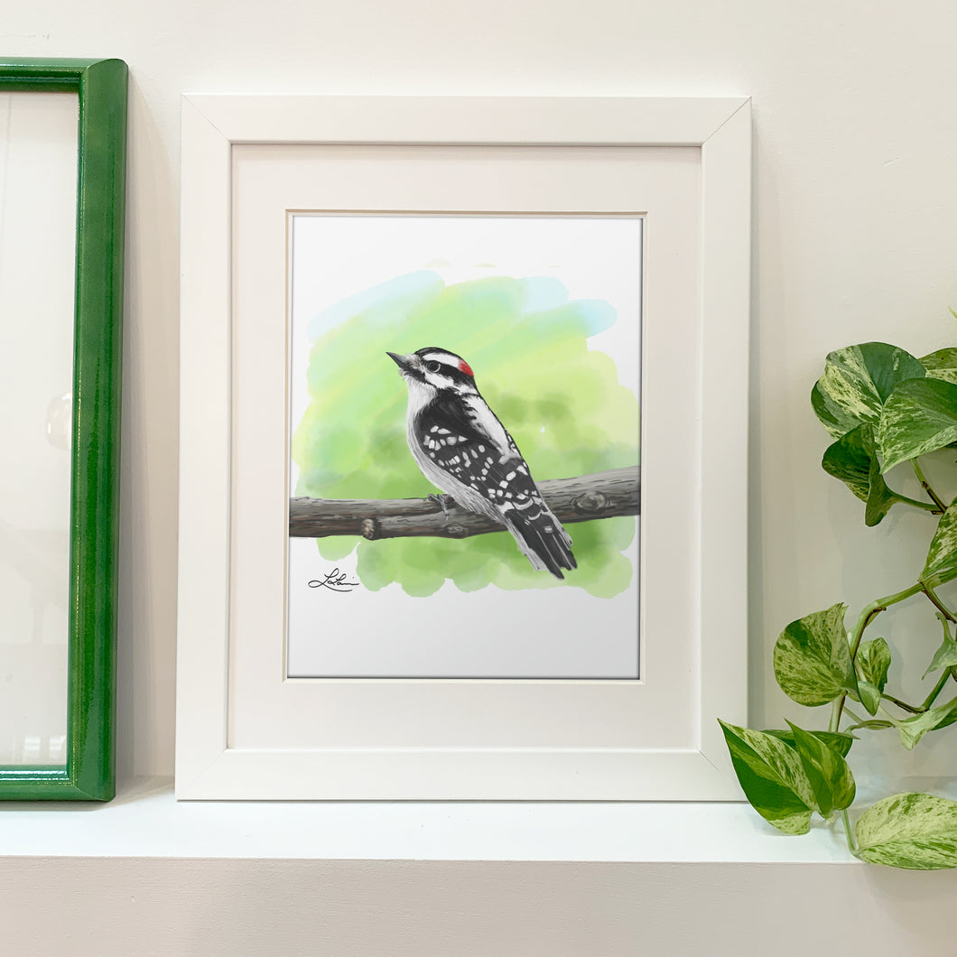 Fine Art Print - Downy Woodpecker 8x10 - Bird Art